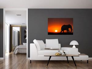 Obraz slona pri západe slnka (90x60 cm)