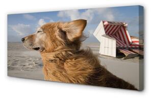 Obraz na plátne Hnedý pes beach 100x50 cm
