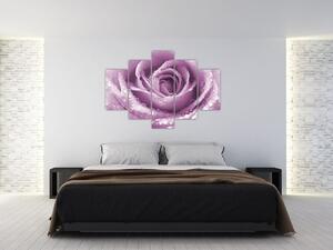 Obraz detailu kvetu ruže (150x105 cm)