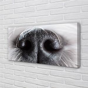 Obraz na plátne psie ňufák 100x50 cm
