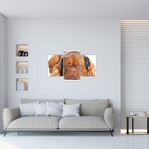 Obraz psa so slúchadlami (90x60 cm)