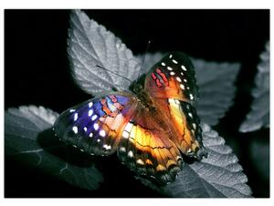 Obraz motýľa (70x50 cm)