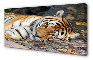 Obraz na plátne ležiace tiger 100x50 cm