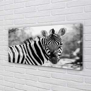 Obraz na plátne retro zebra 100x50 cm