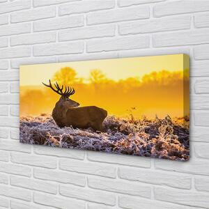 Obraz na plátne Jeleň zimné slnko 100x50 cm