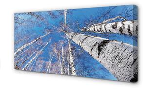 Obraz canvas breza neba 100x50 cm