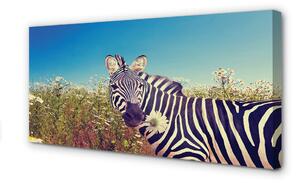 Obraz na plátne zebra kvety 100x50 cm