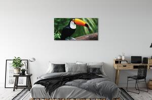 Obraz na plátne Tukan na vetve 100x50 cm