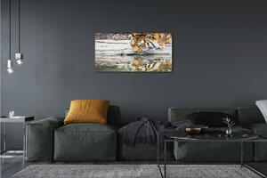 Obraz na plátne tiger pitie 100x50 cm