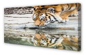Obraz na plátne tiger pitie 100x50 cm