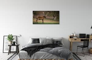 Obraz na plátne Jeleň v poli 100x50 cm