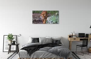 Obraz na plátne Tiger Woods 100x50 cm
