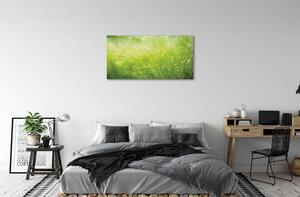 Obraz canvas Tráva kvapky rosy 100x50 cm