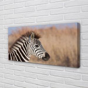 Obraz na plátne zebra 100x50 cm