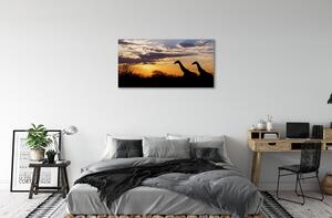 Obraz canvas Žirafy strom mraky 100x50 cm