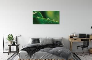Obraz canvas Kvapky tráva makro 100x50 cm