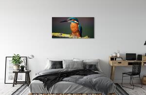 Obraz na plátne Farebný vták na vetve 100x50 cm