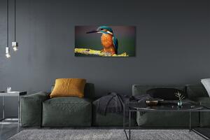 Obraz na plátne Farebný vták na vetve 100x50 cm