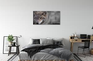 Obraz na plátne vlk 100x50 cm