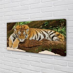 Obraz na plátne tiger tree 100x50 cm