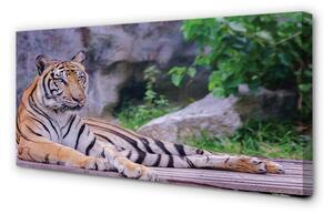 Obraz na plátne Tiger v zoo 100x50 cm
