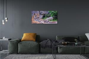 Obraz na plátne Tiger v zoo 100x50 cm