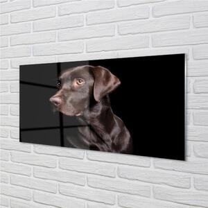 Nástenný panel  hnedý pes 100x50 cm