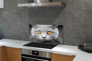 Nástenný panel  Sivá Britská mačka 100x50 cm