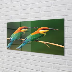 Nástenný panel  Farebné papagáj na vetve 100x50 cm
