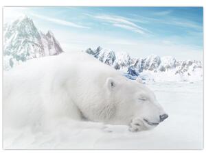 Obraz - Ľadový medveď (70x50 cm)