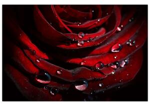 Obraz - Detail ruže (90x60 cm)