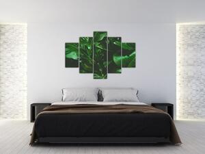Obraz - Palmové listy (150x105 cm)