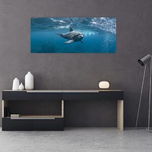 Obraz - Delfín pod hladinou (120x50 cm)