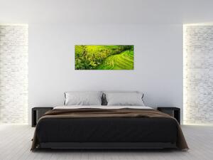Obraz - Ryžové terasy (120x50 cm)