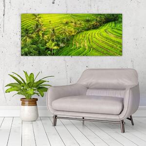 Obraz - Ryžové terasy (120x50 cm)