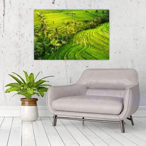 Obraz - Ryžové terasy (90x60 cm)