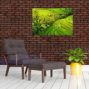 Obraz - Ryžové terasy (90x60 cm)