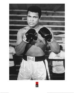 Umelecká tlač Muhammad Ali - Pose, (60 x 80 cm)