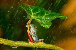 Fotografia Ohh Noo :( It's Raining, Kutub Uddin