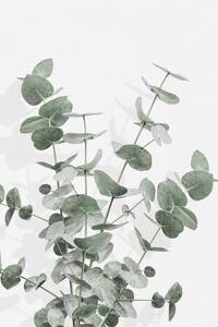 Ilustrácia Eucalyptus Creative 16, Studio Collection