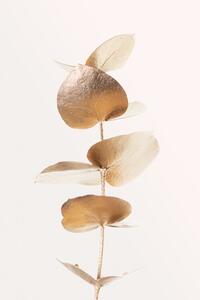 Ilustrácia Eucalyptus Gold No 06, Studio Collection