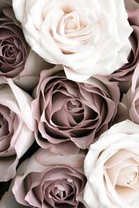 Fotografia Roses, Studio Collection