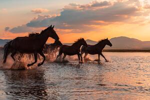 Fotografia WATER HORSES, BARKAN TEKDOGAN