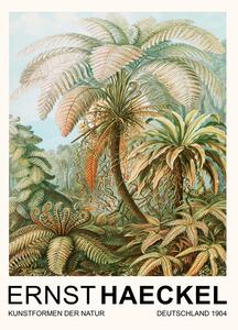 Obrazová reprodukcia Filicinae–Laubfarne / Rainforest Trees (Vintage Academia) - Ernst Haeckel, (30 x 40 cm)