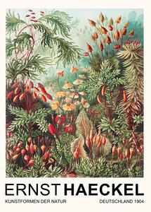 Obrazová reprodukcia Muscinae–Laubmoose / Rainforest Plants (Vintage Academia) - Ernst Haeckel