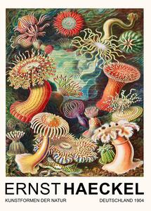Obrazová reprodukcia Actiniae–Seeanemonen / Sea Anemones (Vintage Academia) - Ernst Haeckel