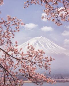 Fotografia Mt. Fuji in the cherry blossoms, Makiko Samejima