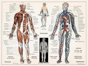 Ilustrácia Antique Illustration of the Human Nervous & Muscular System