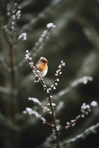 Fotografia Cute Robin, Treechild