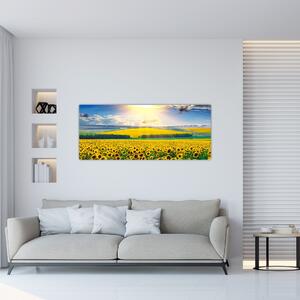 Obraz - Pole slnečníc (120x50 cm)